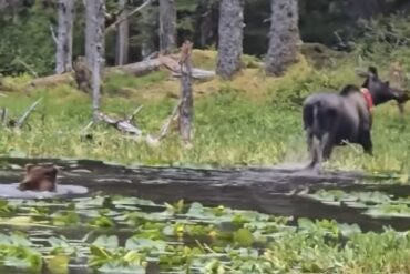 Bear chases moose