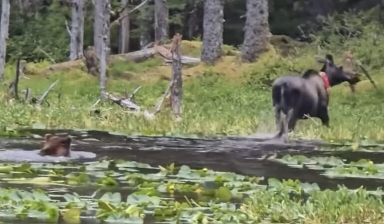 Bear chases moose