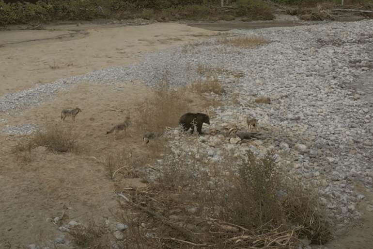 Bear defends carcass from wolves
