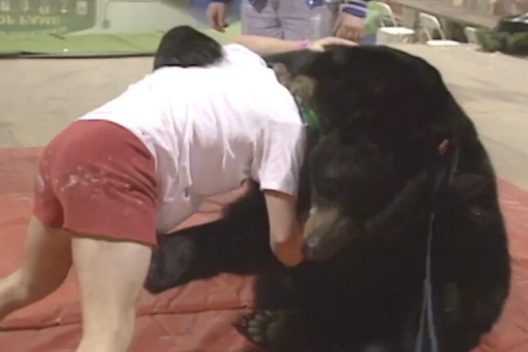 Penn Bear wrestling