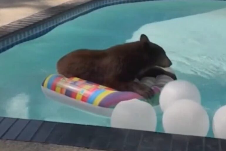 bear pool
