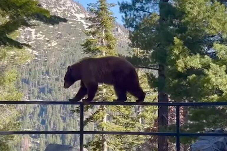 Bear walks railing in Tahoe
