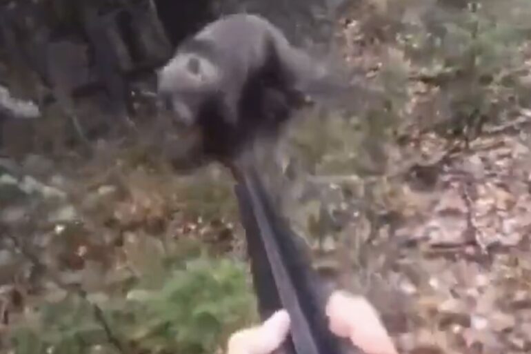 bear charged hunter