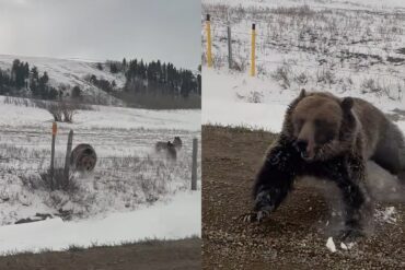 Grizzly bear sow