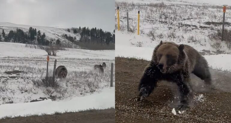 Grizzly bear sow