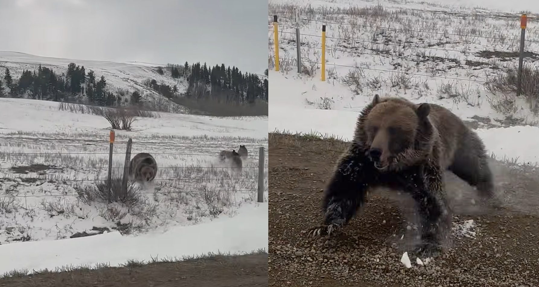 “She's MAD”: Mama Grizzly Bear Dives Through Fence & Charges At Rancher's Truck To Protect Her Cubs