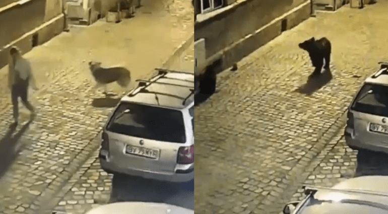 Dog runs from bear