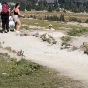 Bear charge