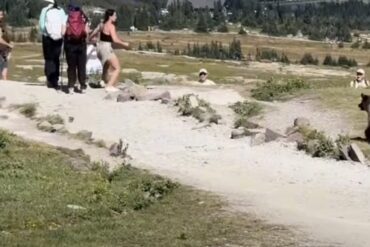 Bear charge
