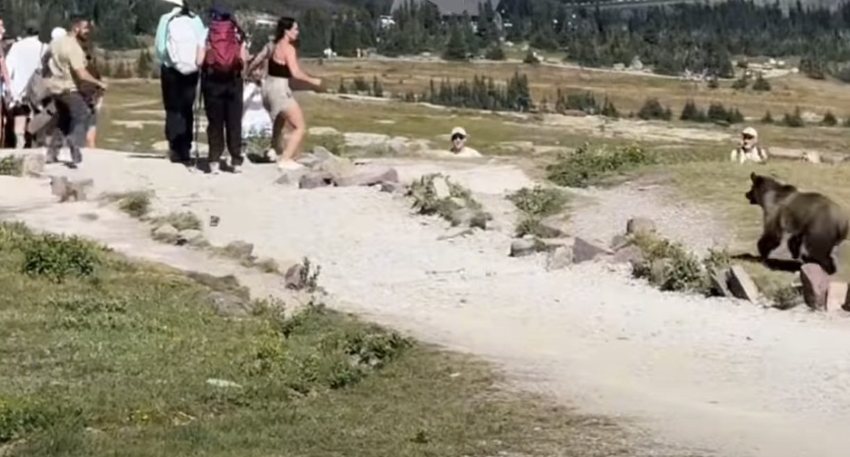 “Life Flashed Before My Eyes” – Grizzly Bear Charges Group Of Hikers In Glacier National Park