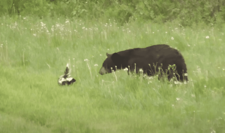 A bear and a bird in a meadow