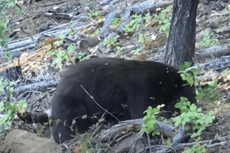 Black bear stung