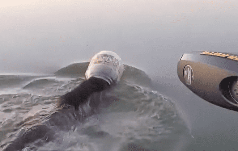Bear swimming with jug