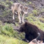 Bear wolf