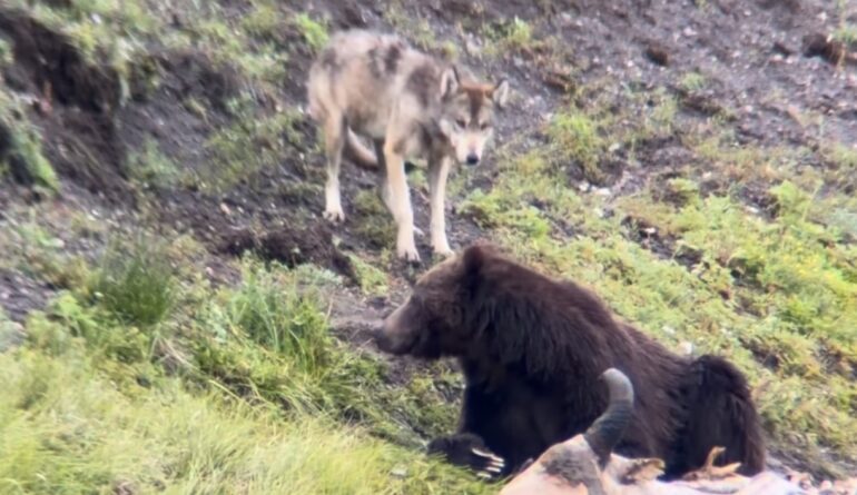 Bear wolf