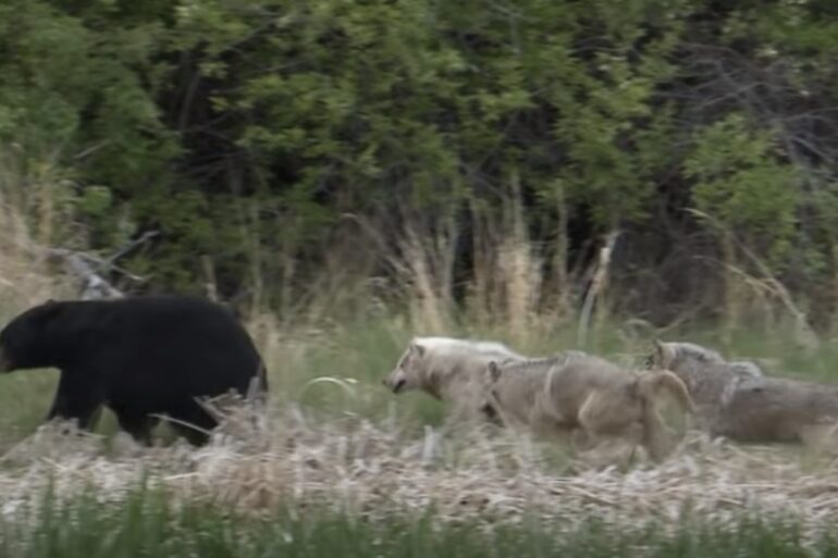 Wolves fight bear