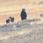 Bears and Wolves in Yellowstone