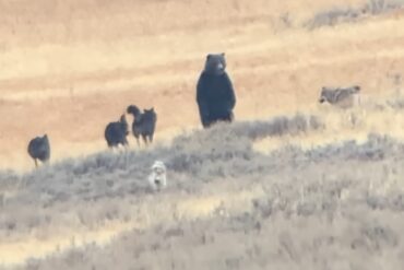 Bears and Wolves in Yellowstone