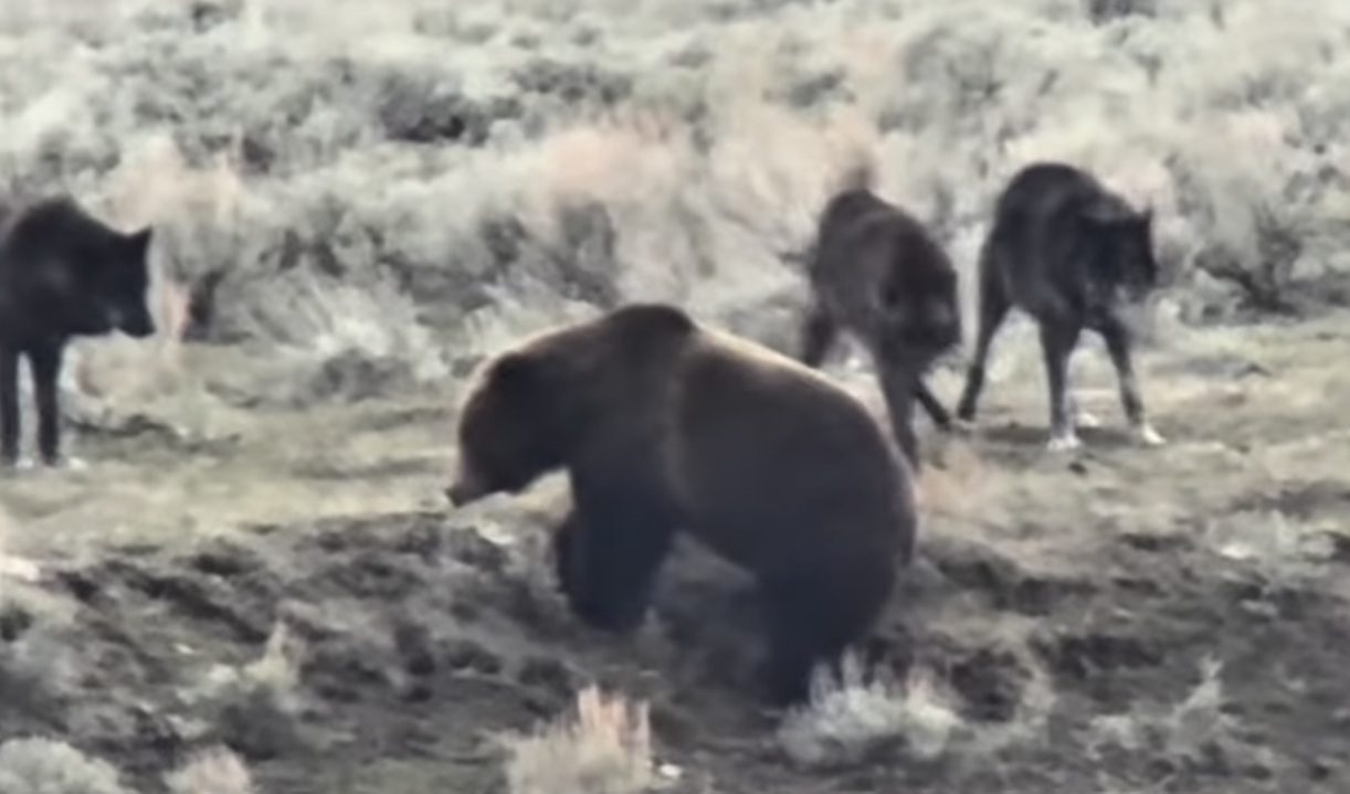 Pack Of Wolves Jump Grizzly Bear Who Was Trying Snag Their Carcass In Yellowstone National Park