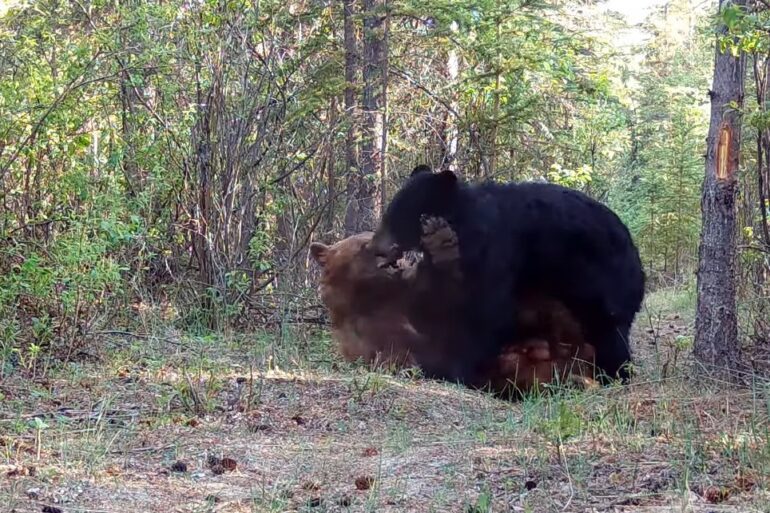 Bears fighting