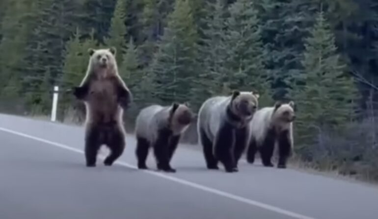 Big bears Canada