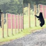 Black bear