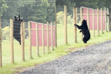 Black bear