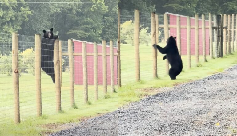 Black bear