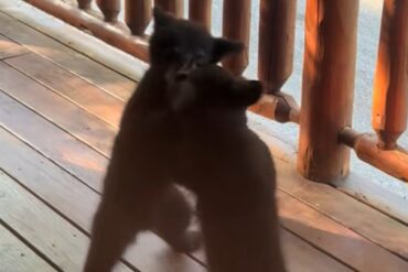 bear fight