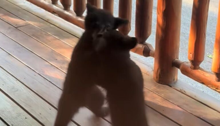 bear fight