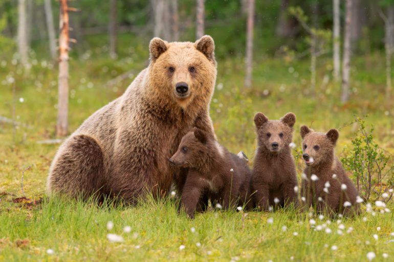A group of bears in a forest