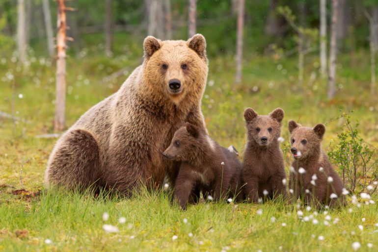 A group of bears in a forest
