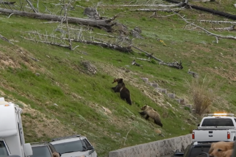Yellowstone grizzly bears