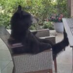 Mother bear in chair