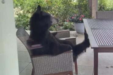 Mother bear in chair