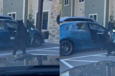 Bears Gatlinburg car