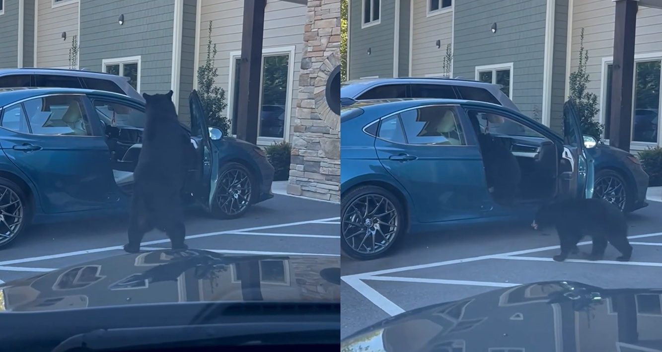 “They Know How To Open The Door” – Mother Bear Breaks Into Car & Her Cubs Follow Suit In Gatlinburg, Tennessee