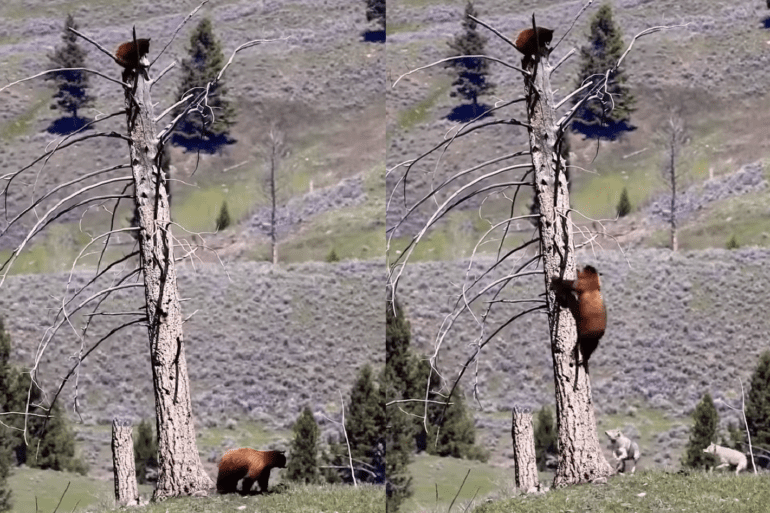 Bear wolves