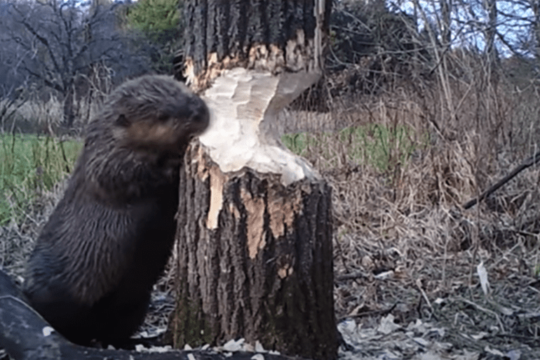 Beaver chomping wood