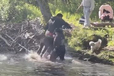 beaver attack