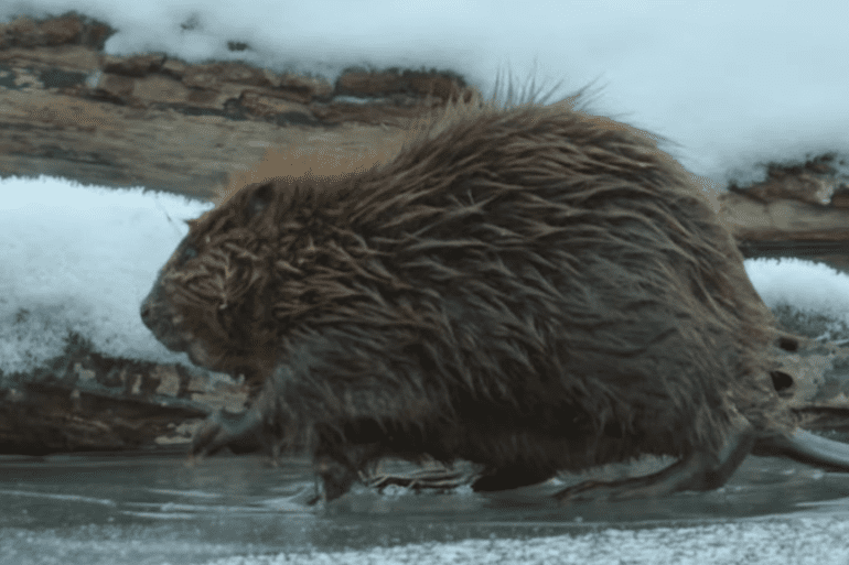 Big beaver falls through ice