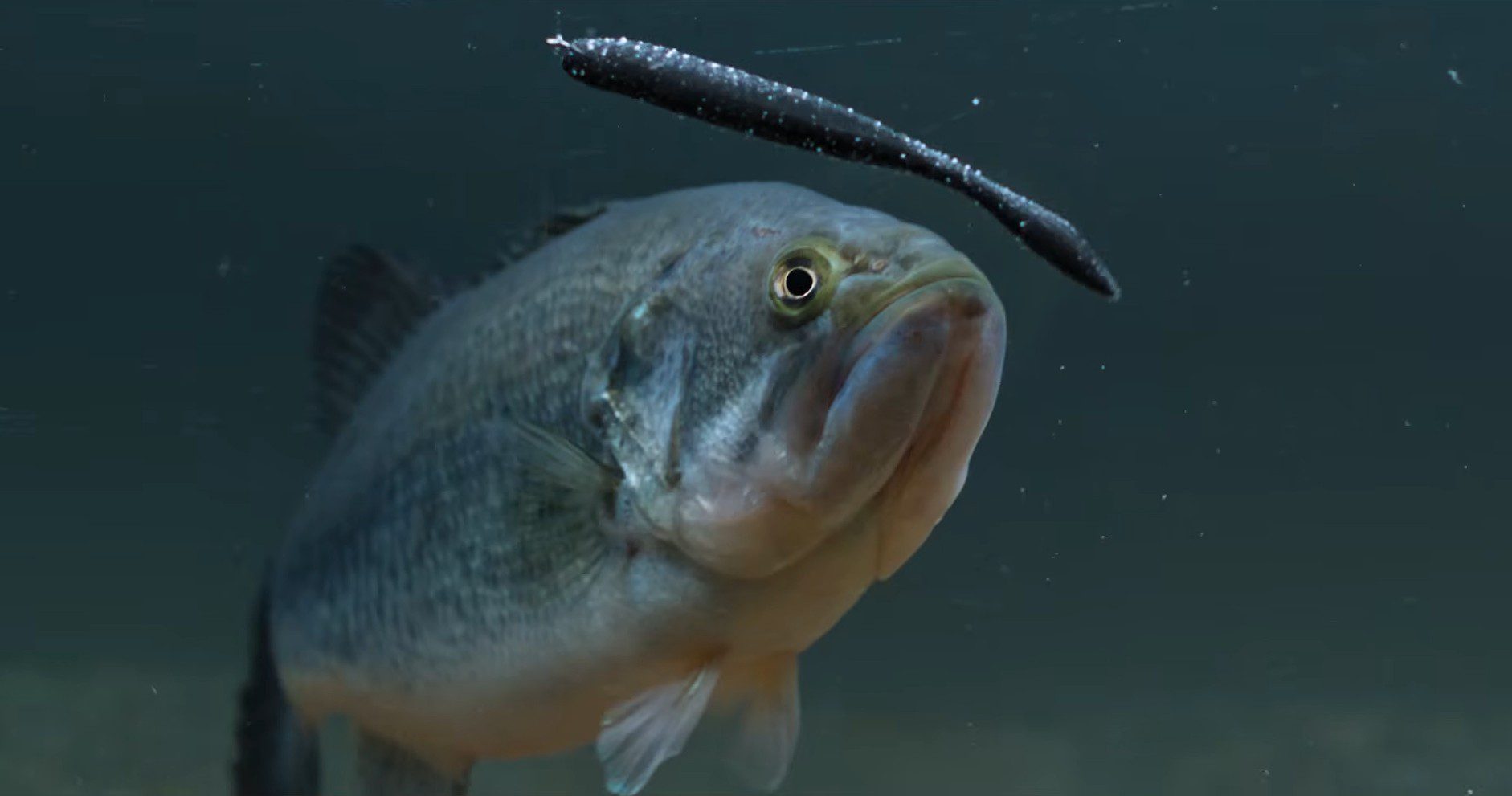 The Ultimate Guide to Fishing a Drop Shot For Summer Bass – July 2026