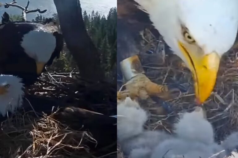 Bald Eagles in big bear Cali