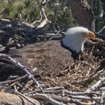 Big Bear bald eagle in nest