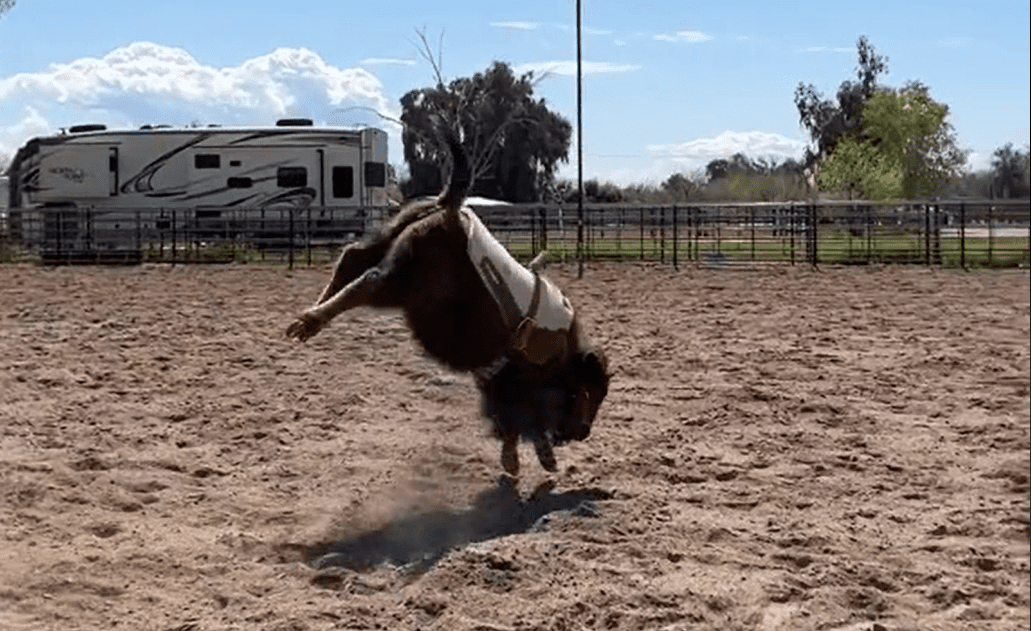 Ever Wondered What Saddle Breaking A Bison Looks Like? | Whiskey Riff