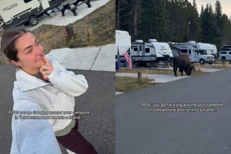 Bison runner