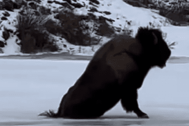 Bison slips on ice