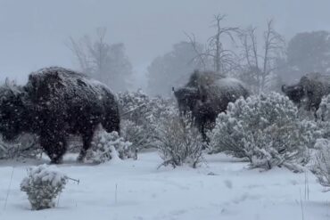 Bison snow Yellowstone