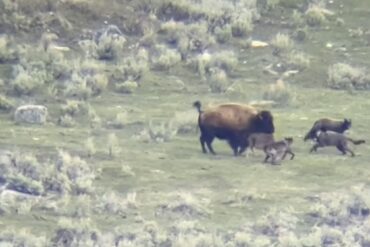 Bison mom calf