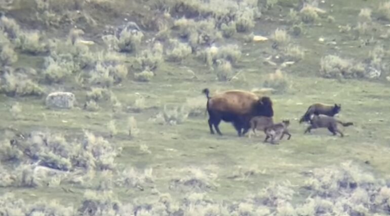 Bison mom calf